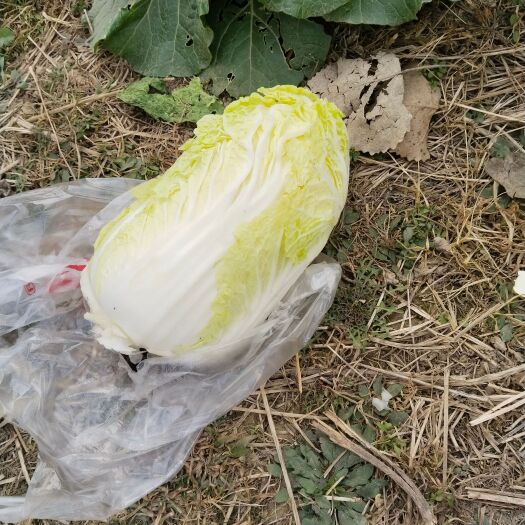 郸城县娃娃菜