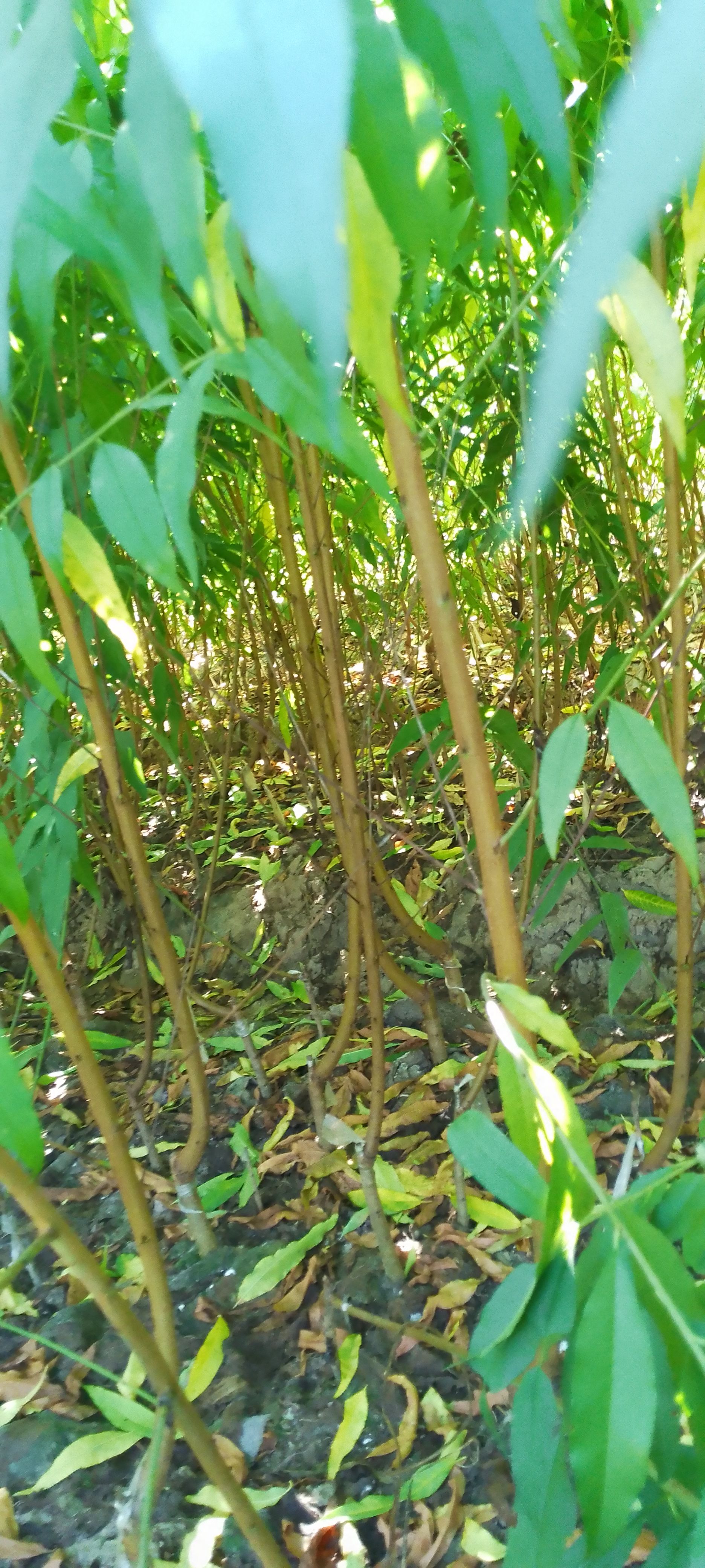 水蜜桃苗 连平鹰嘴桃苗