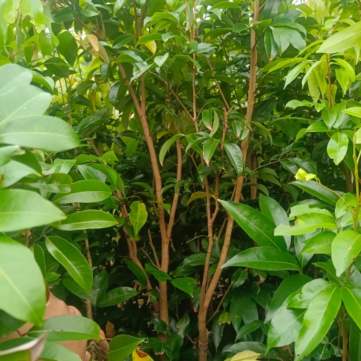 灵山县仙进奉荔枝大苗