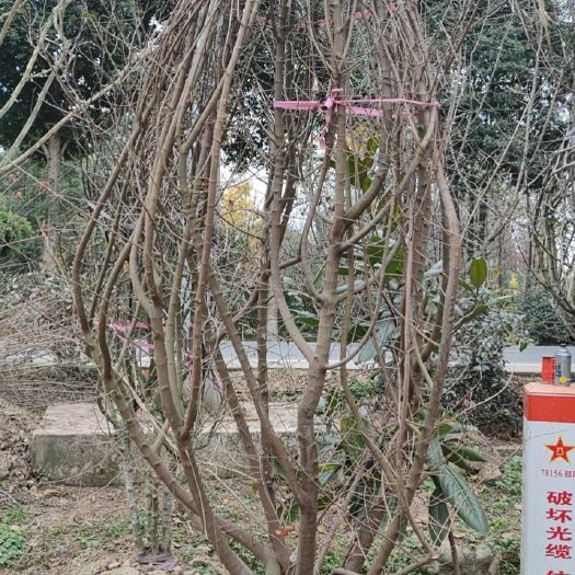 崇州市茶条戚