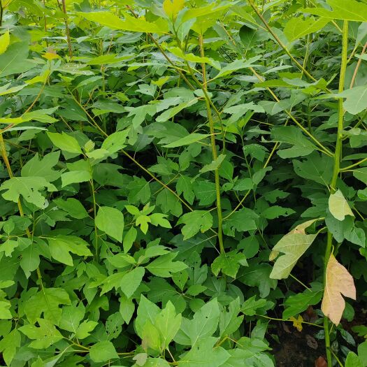 奉新县江西供应檫木杯苗，江西檫木小苗基地，檫木造林苗