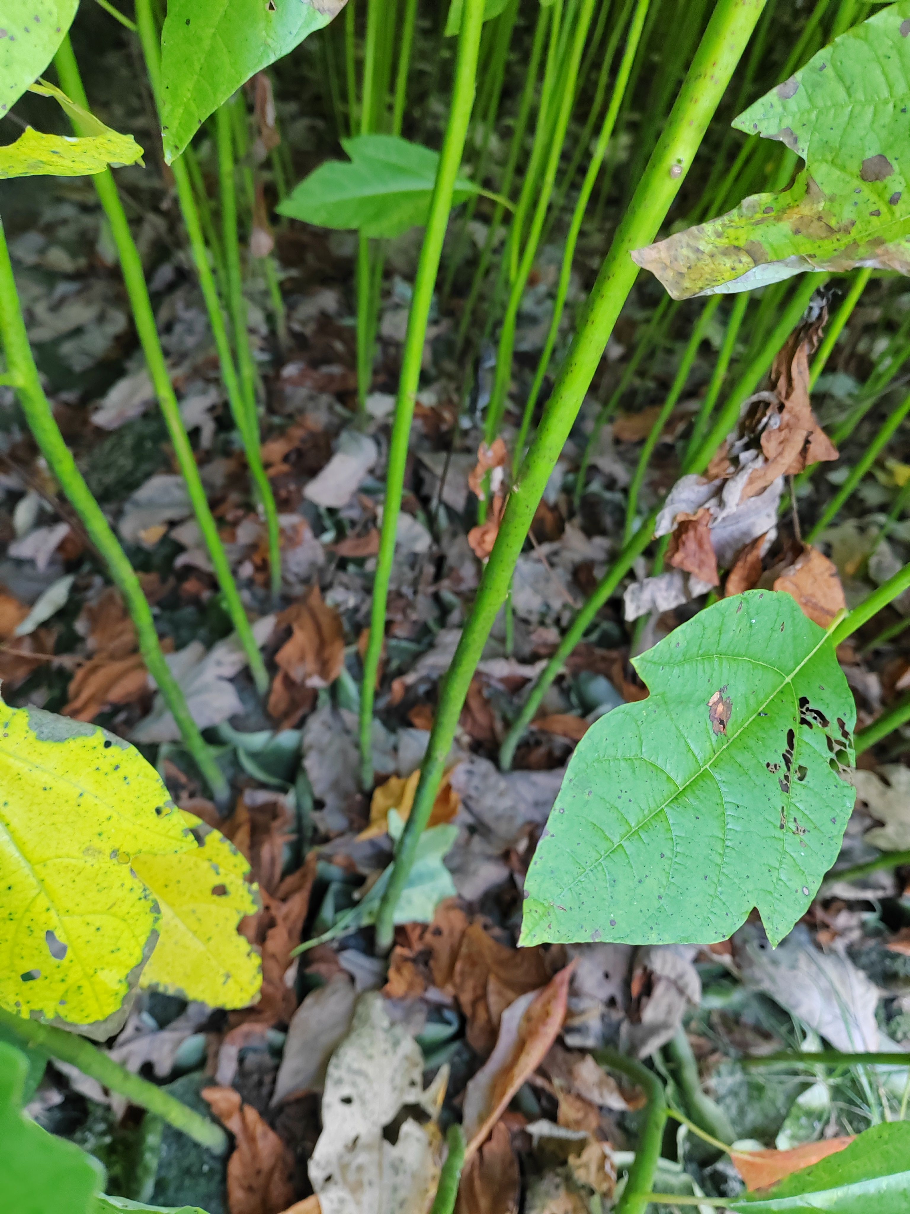 江西供應檫木杯苗、江西供應檫木苗、江西檫木裸根小苗、造林苗木