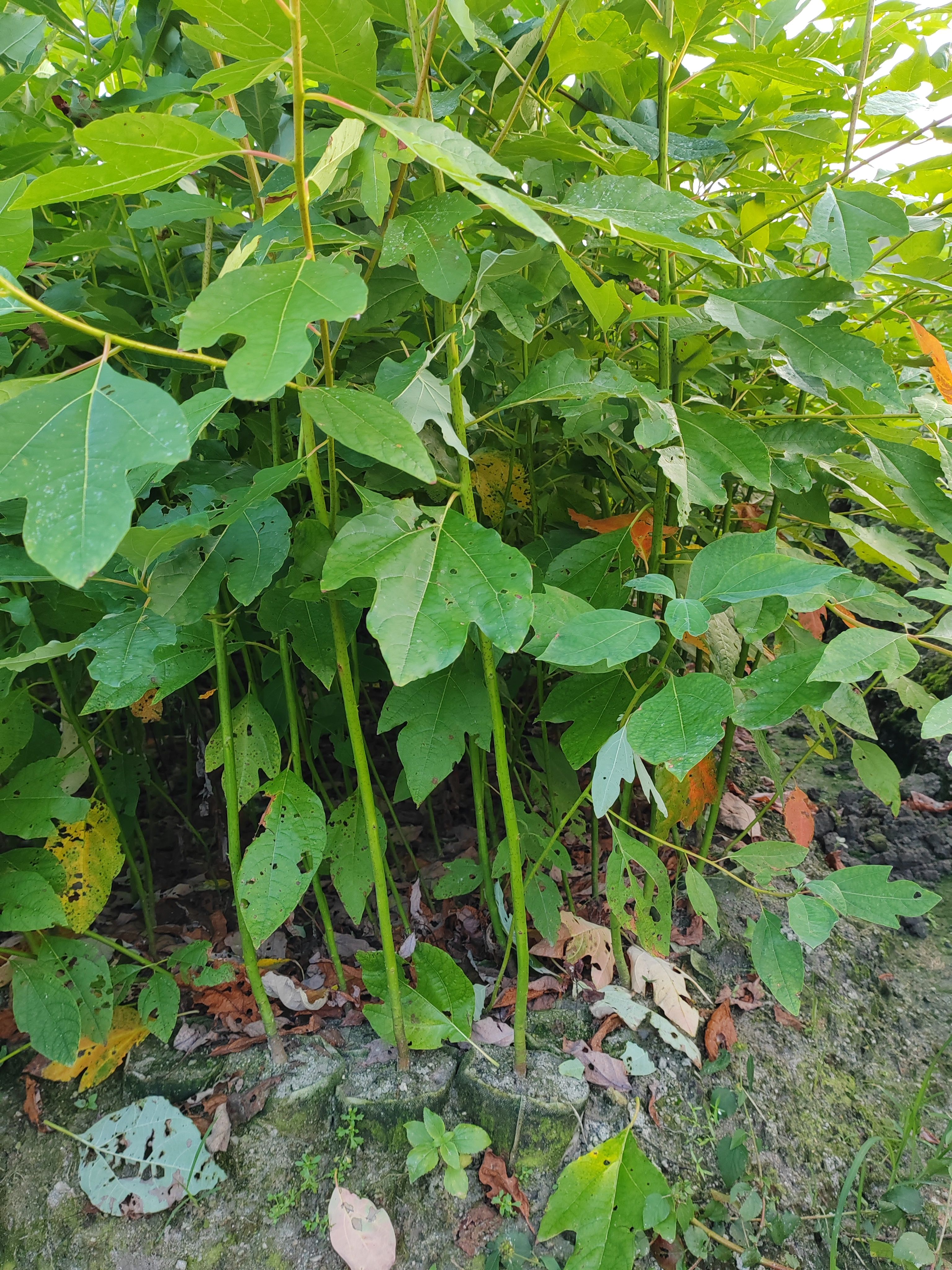 江西供應檫木杯苗、江西供應檫木苗、江西檫木裸根小苗、造林苗木