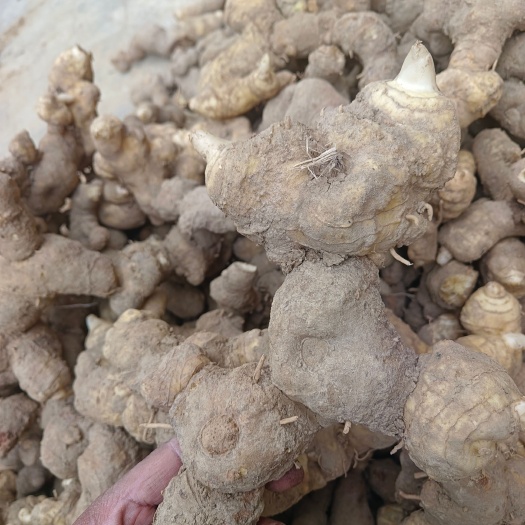 凤凰县黄精     鸡头黄精  一手货源 产地直发