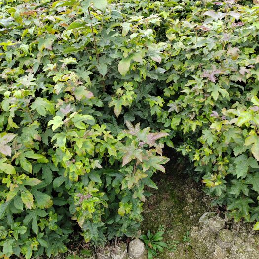 奉新县江西枫香杯苗基地、江西枫香苗/杯苗批发、江西枫香树、江西枫香