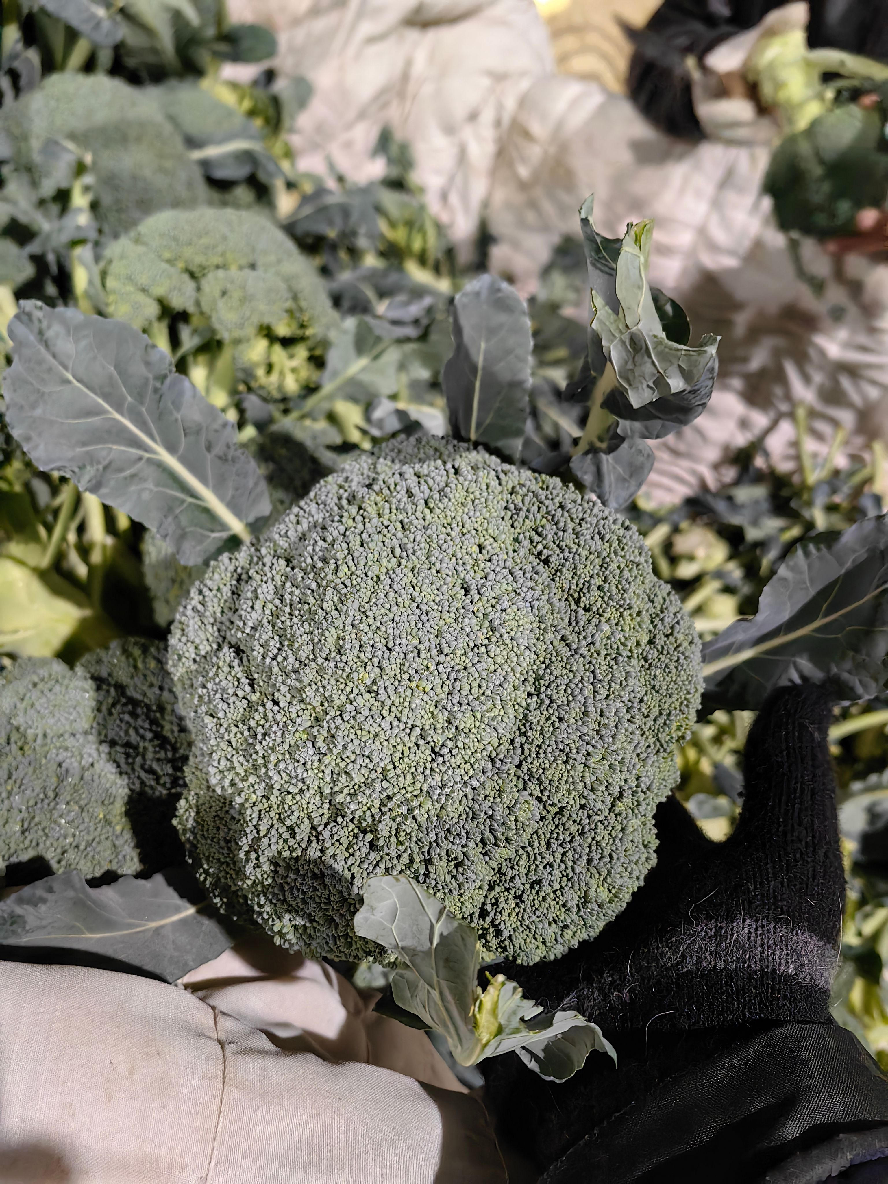 供应西兰花，温室大棚蔬菜上市