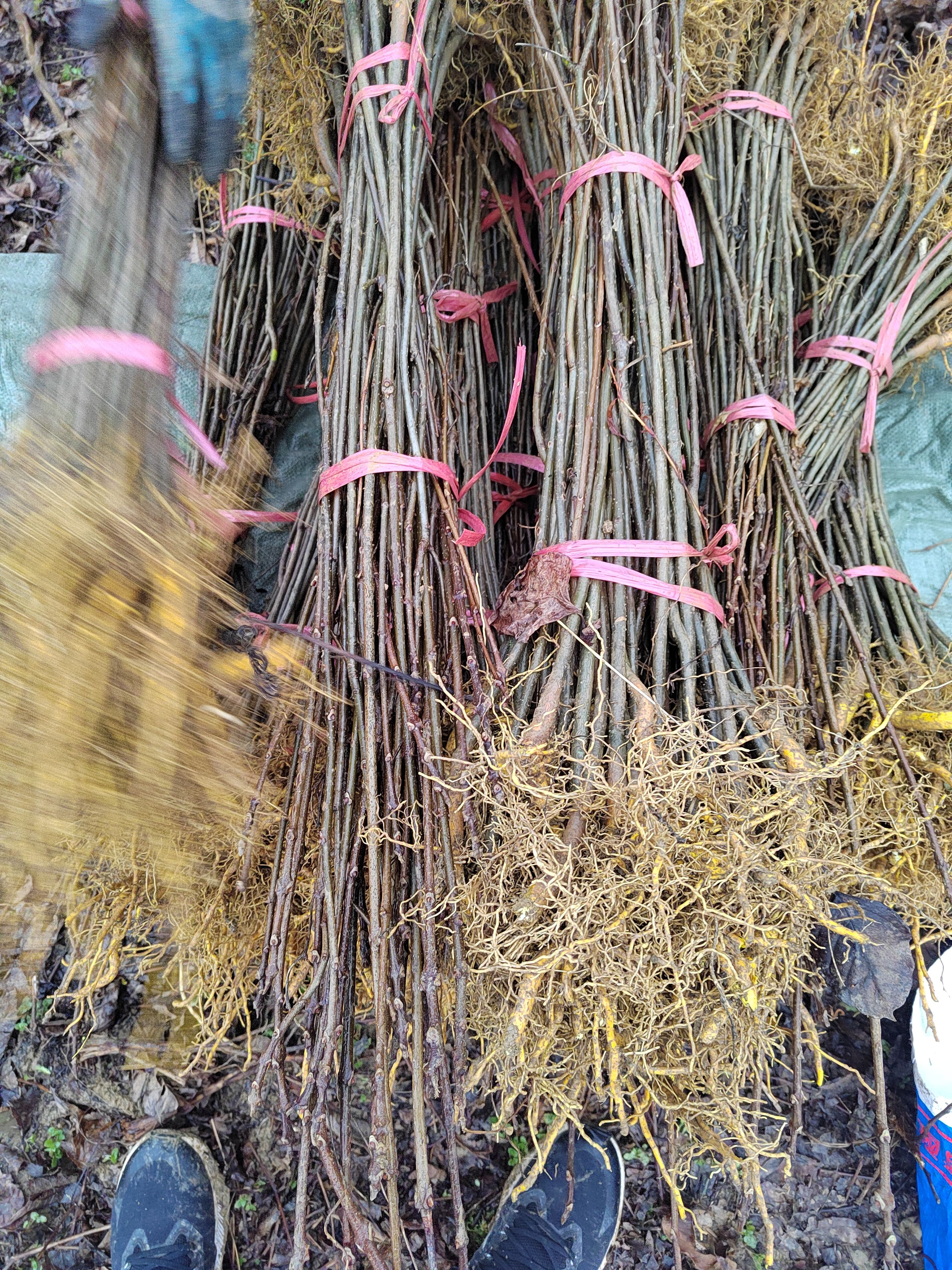 厚皮黄柏 黄柏种苗 基地直供 价格优惠