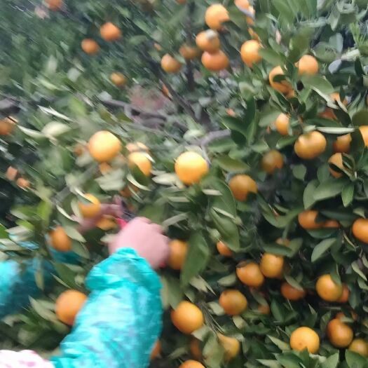 界首蜜橘（运费自理，当地卖也是两块）
