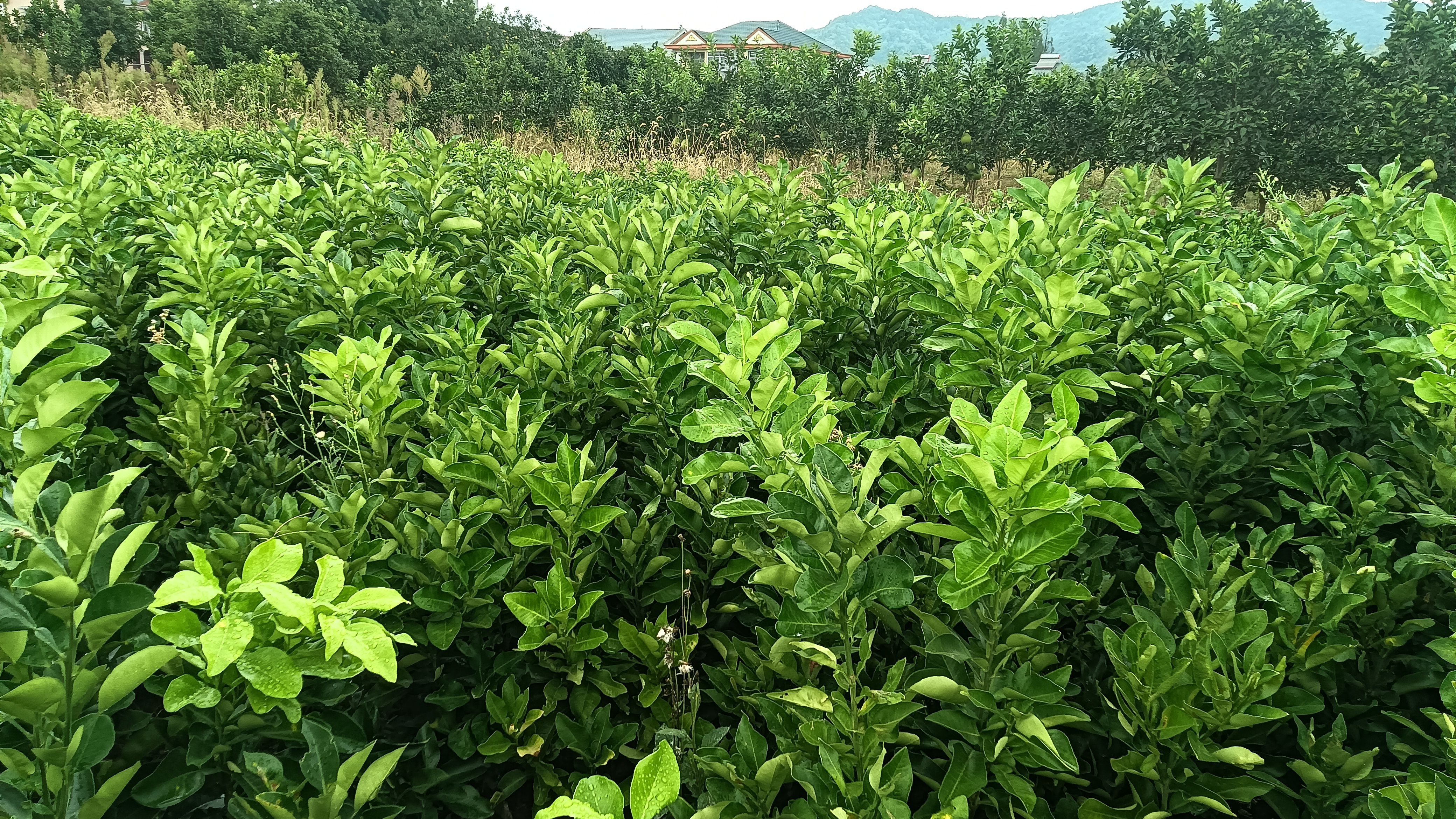 超甜水蜜香柚，