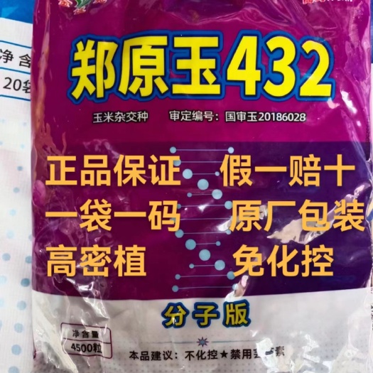 郑州郑原玉432省心免化控：矮杆抗倒密植型产量优秀真省心
