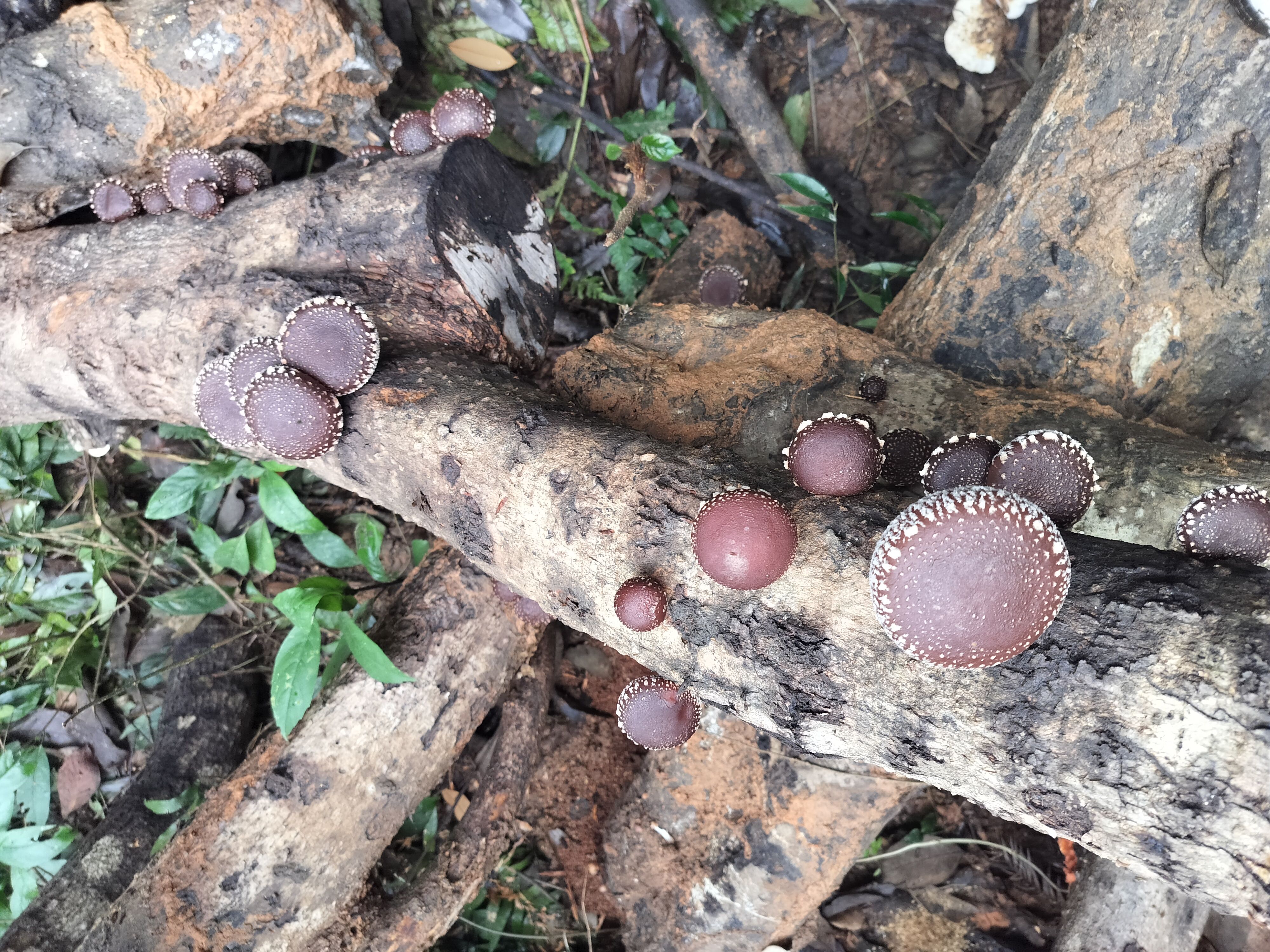 野生香菇 不香不要钱。