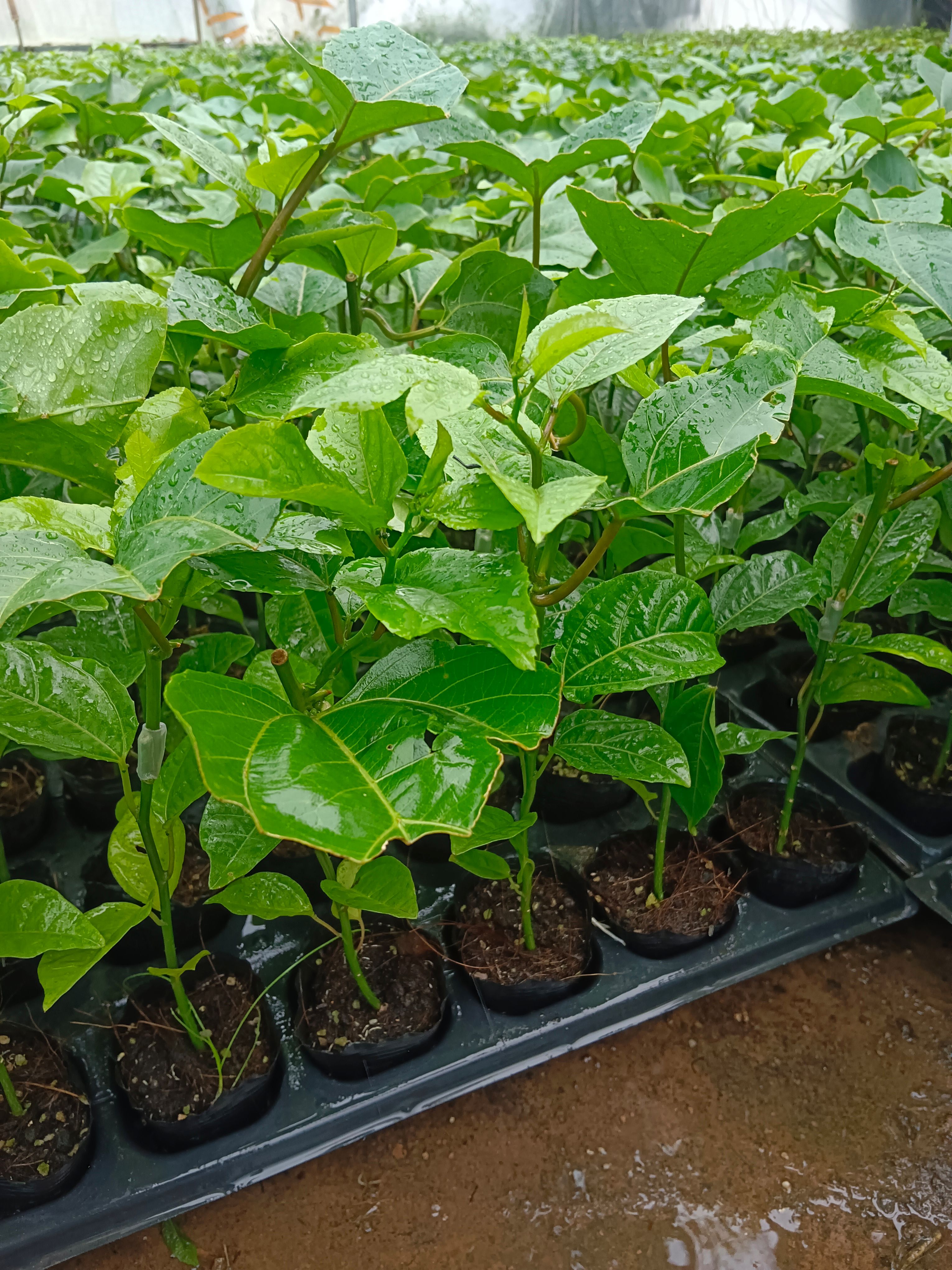 黄金百香果 钦蜜九号百香果嫁接苗基地直销