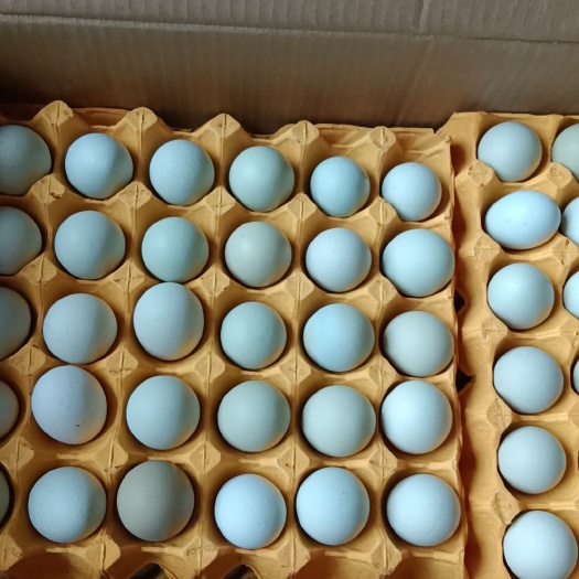 武汉精品绿壳土鸡蛋