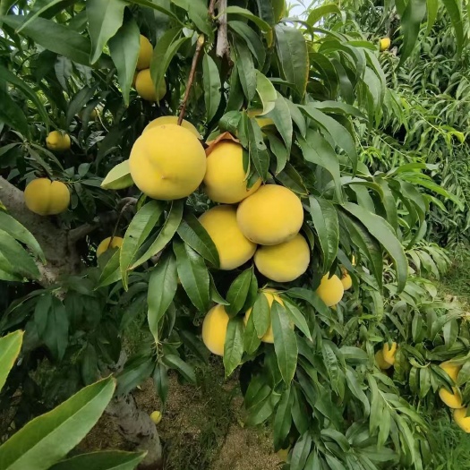 平邑县黄桃树苗 1~1.5米