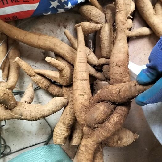 博罗县黄牛特大