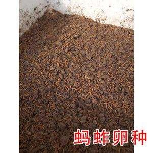 来宾无土蚂蚱卵，有需要的朋友联系