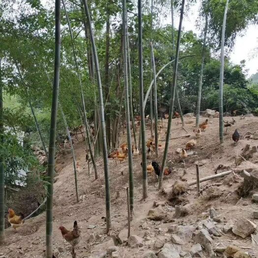 义乌市散养土鸡蛋，正宗土鸡蛋批发零售