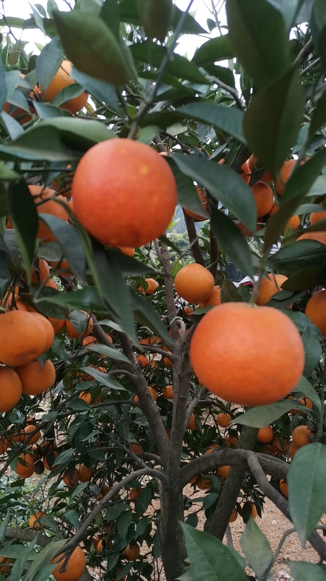 四川血橙 新鲜采摘 皮薄纯甜多汁