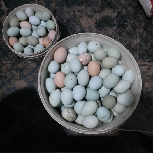 仁寿县纯粮食的乌鸡蛋