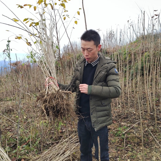 漆树苗