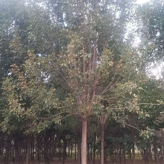 菏泽白蜡怎么种植。成活率高1-30公分白蜡量大