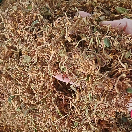 玉林野生金银花