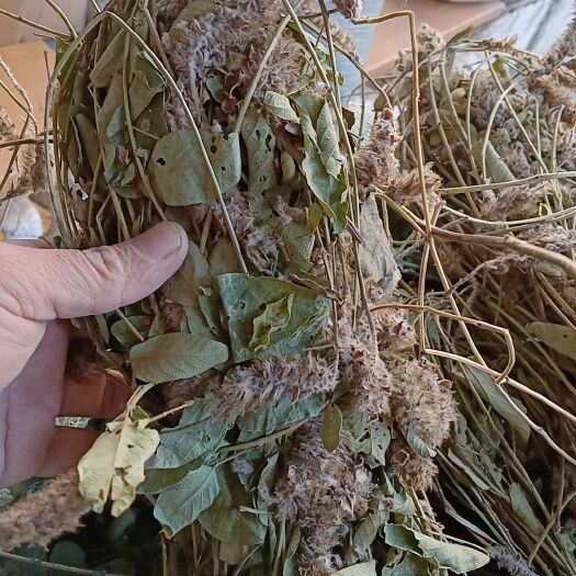 梧州狸尾草，干货，质量如图