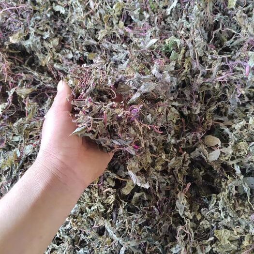 漳浦县风柜斗草，风豉草，风骨草，槠头红，新货到福建省本地货