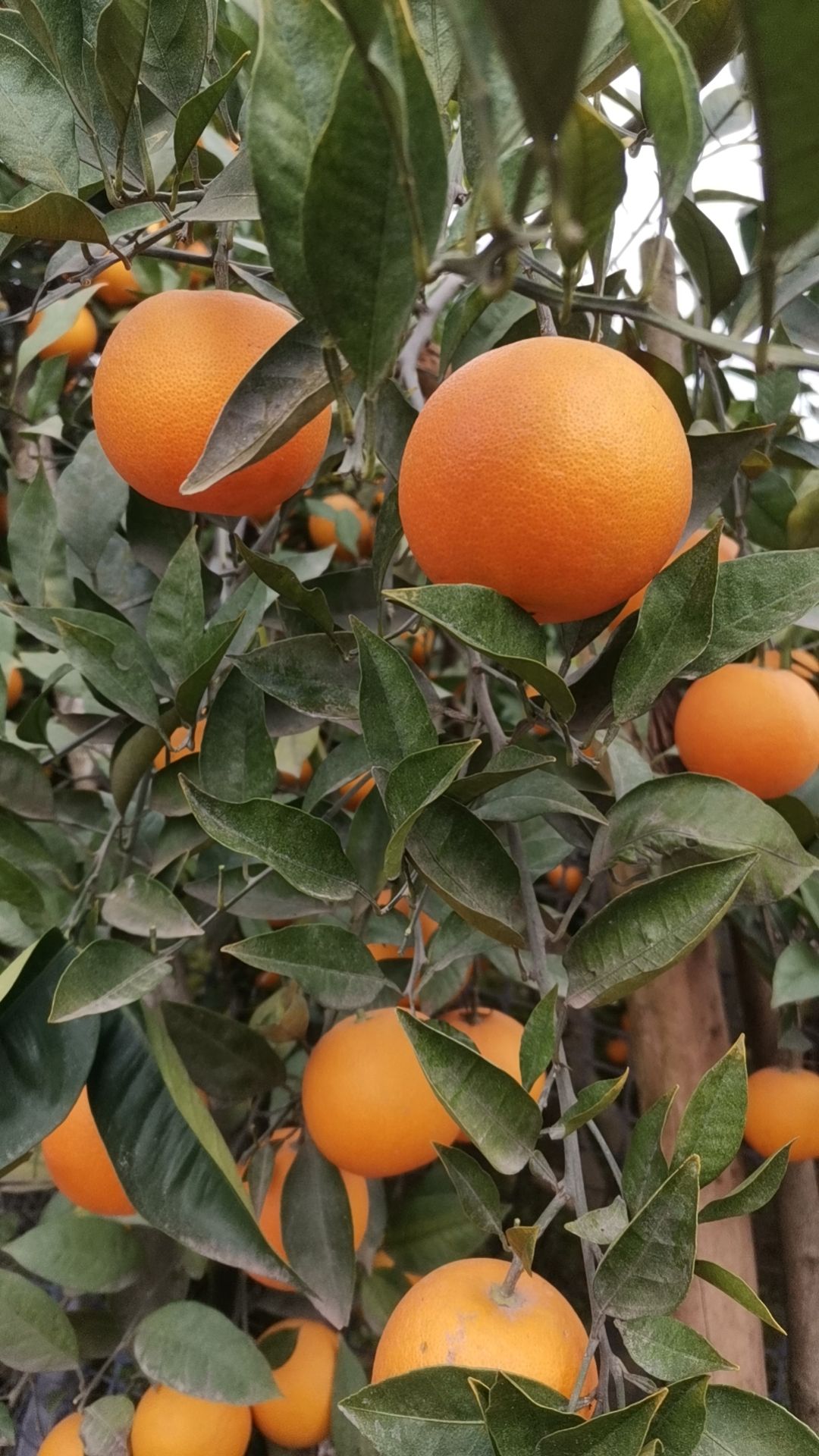 四川血橙 新鲜采摘 皮薄纯甜多汁