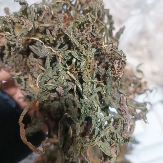 仁寿县蒲公英，婆婆丁，颜色质量都很好，一看就是的货，不杂乱