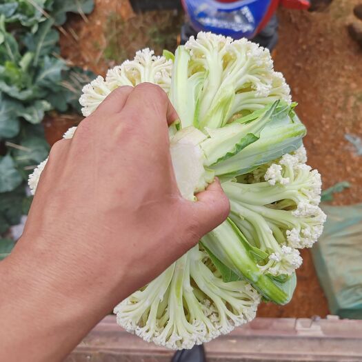 姚安县云南精品清梗小米松花