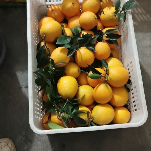 信丰县赣南脐橙