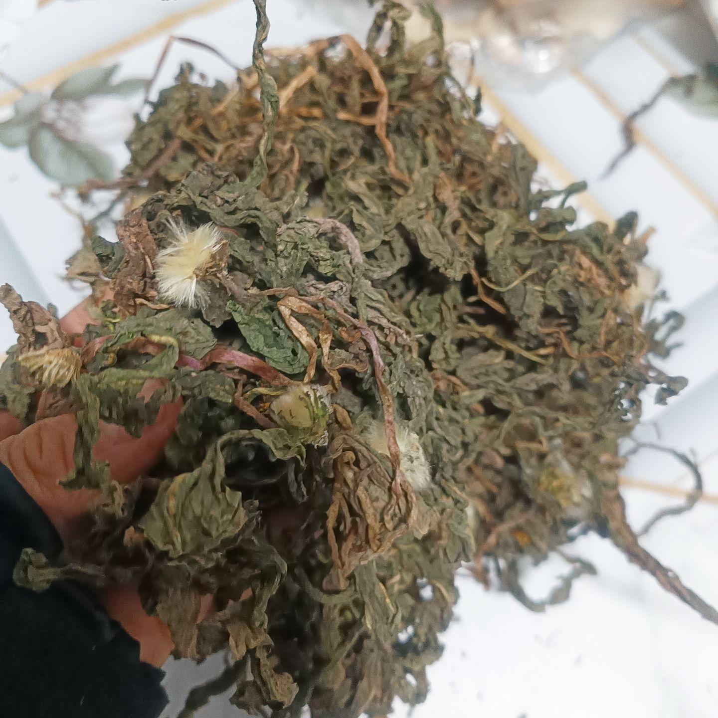 蒲公英，婆婆丁，颜色质量都很好，一看就是的货，不杂乱