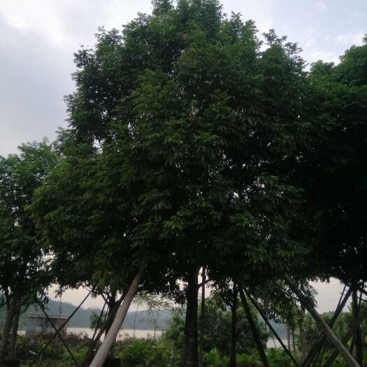 阳春市仁面子