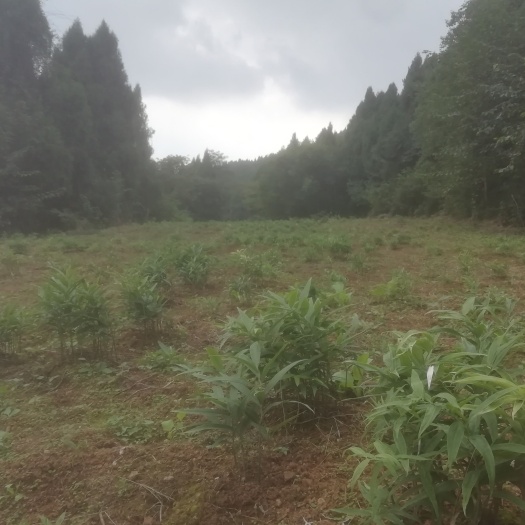 德阳四川鲜黄精没打农药没添加复合肥自然生长