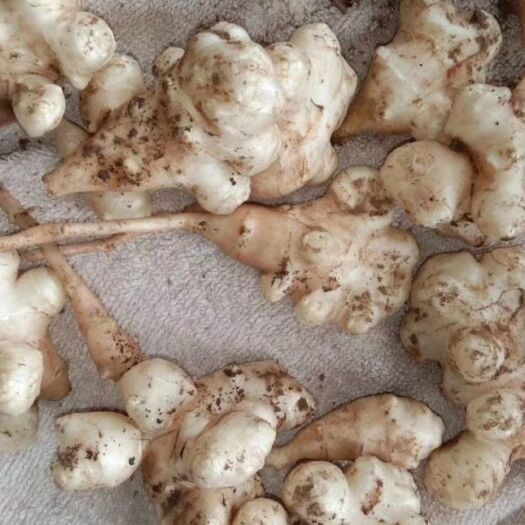 亳州新鲜白洋姜