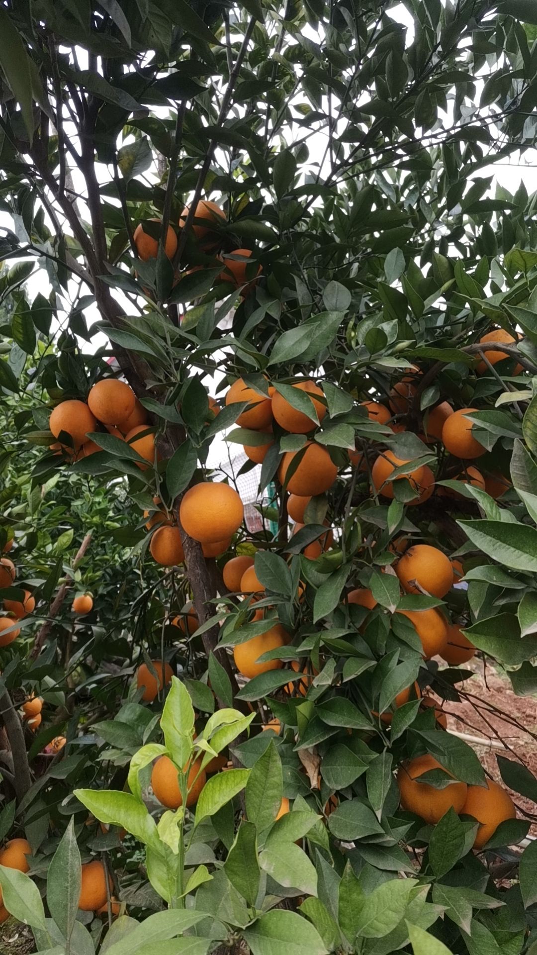 四川血橙 新鲜采摘 皮薄纯甜多汁