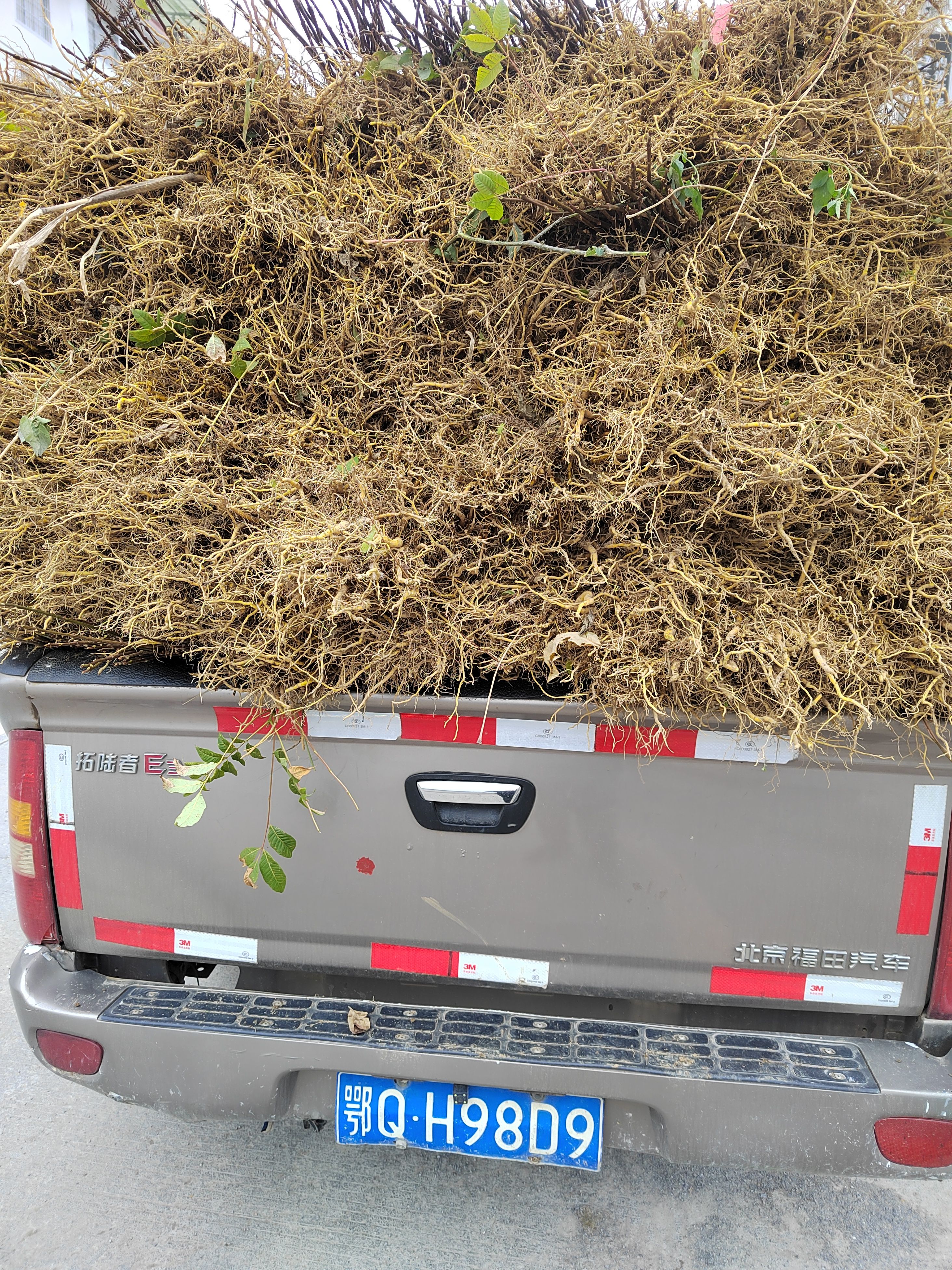 厚皮黄柏 黄柏种苗 基地直供 价格优惠