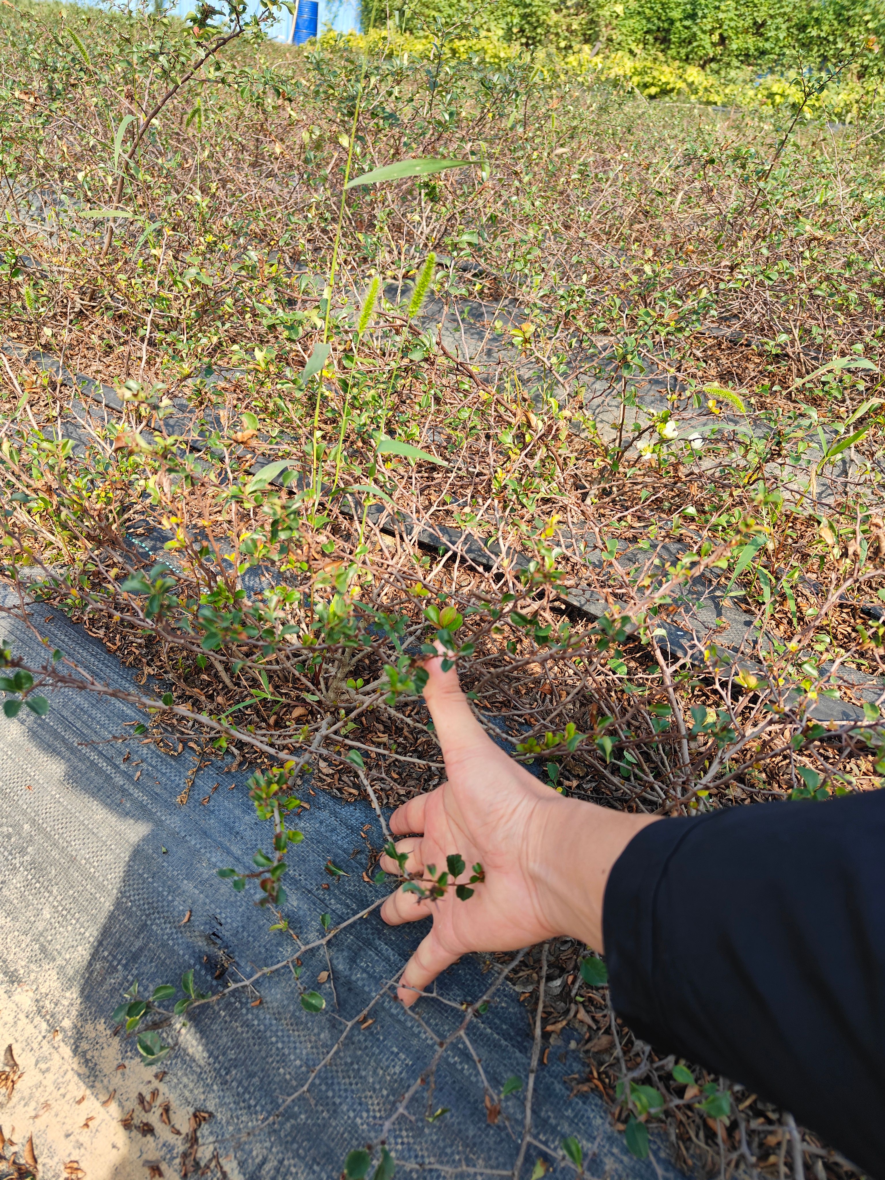 长寿梅   八千颗