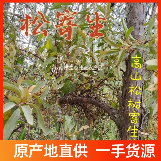 楚雄市山区农村松树寄生草寄生茶老树现采带松枝正品鲜货干货