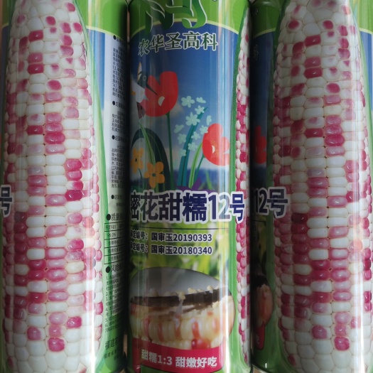 成都花甜糯玉米种子