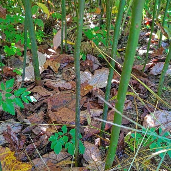 檫木苗、花秋苗