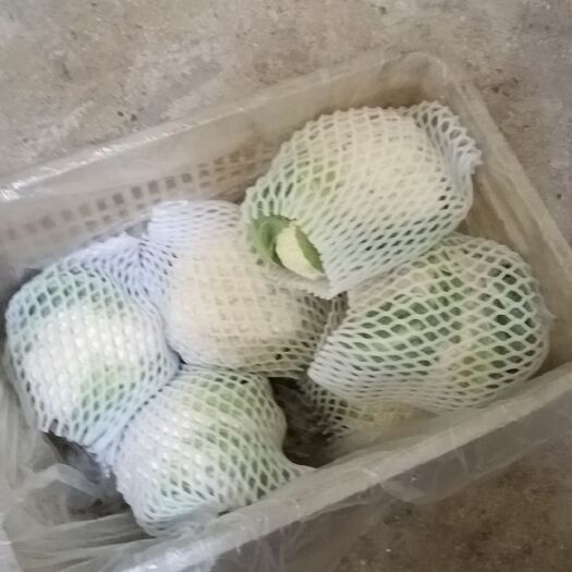 肃宁县花菜实花