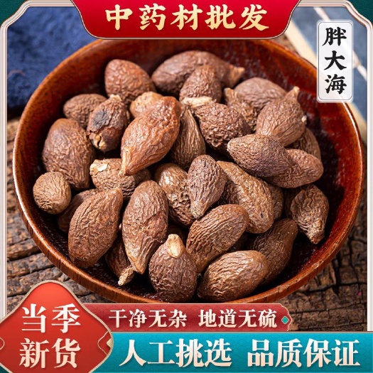 亳州中药材胖大海泡水润喉茶  规格齐全  量大从优