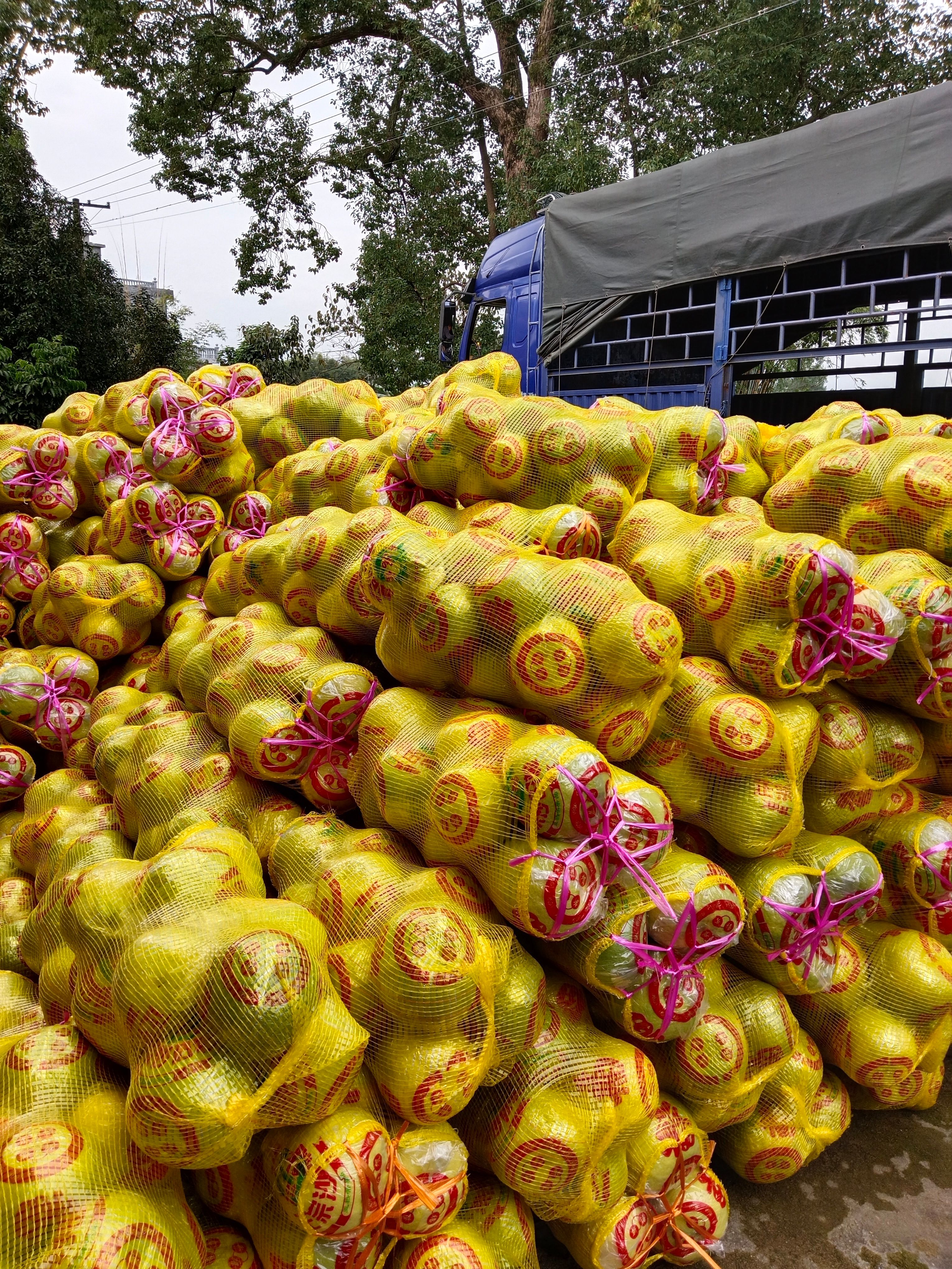 江永香柚大量上市啦