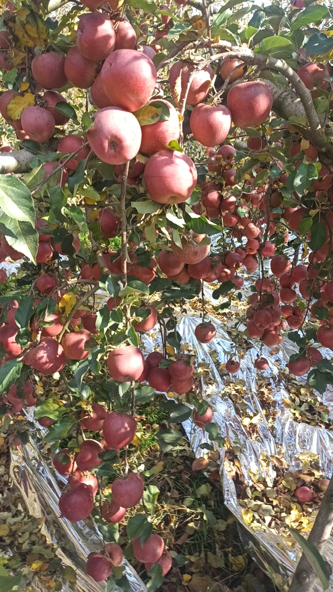 云南昭通丑苹果主标题：云南昭通红富士丑苹果皮薄肉脆季新鲜