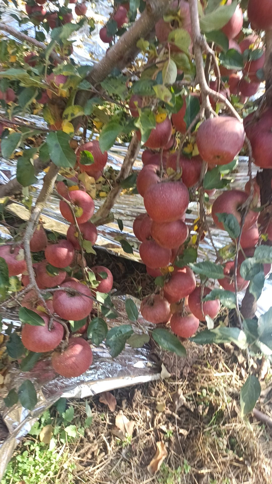 云南昭通丑苹果主标题：云南昭通红富士丑苹果皮薄肉脆季新鲜