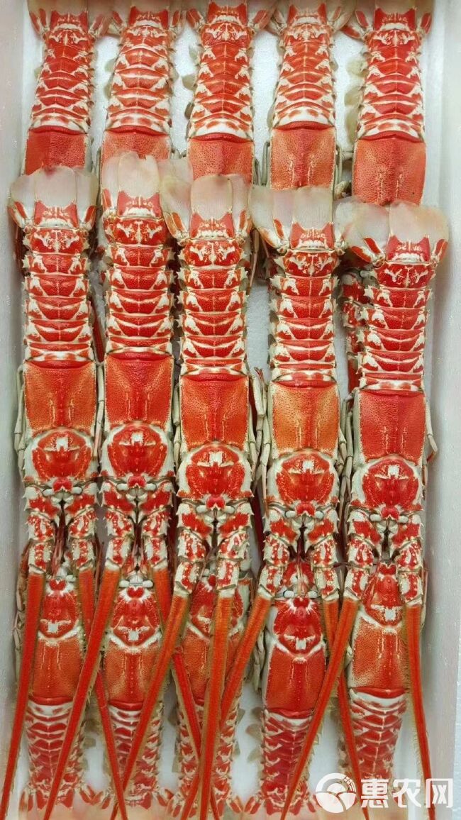 红龙虾，龙虾