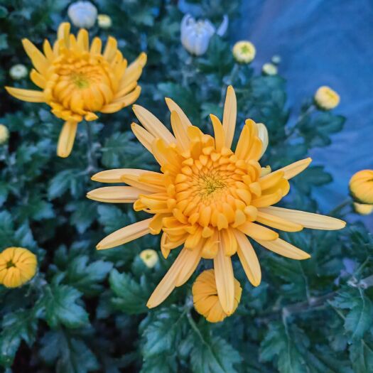 新沂市黄白菊 鲜切黄菊 祭祀用花基地全国发货黄菊