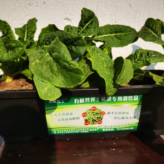 盐城琪诚优宝牌有机蔬菜栽培盆（有机营养土、蔬菜种、工具、塑料盆）